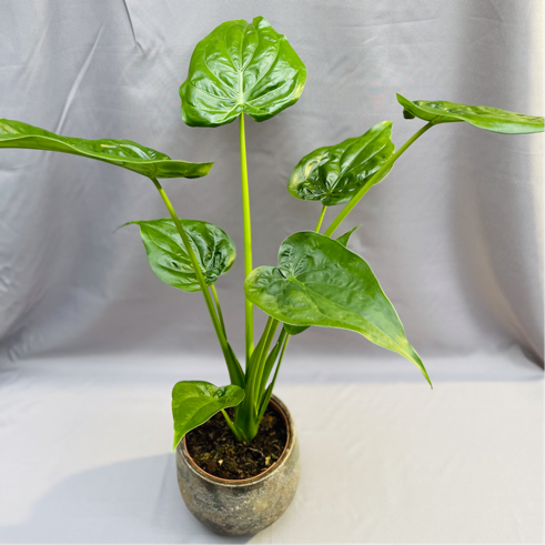 Alocasia