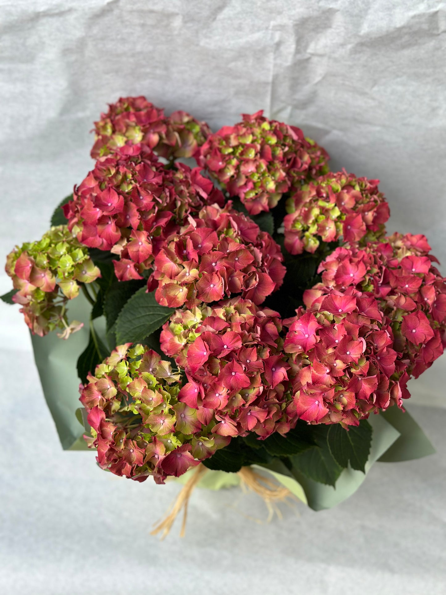 pink Hydrangea plant