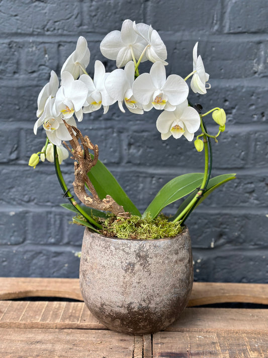 White Phalaenopsis Orchid