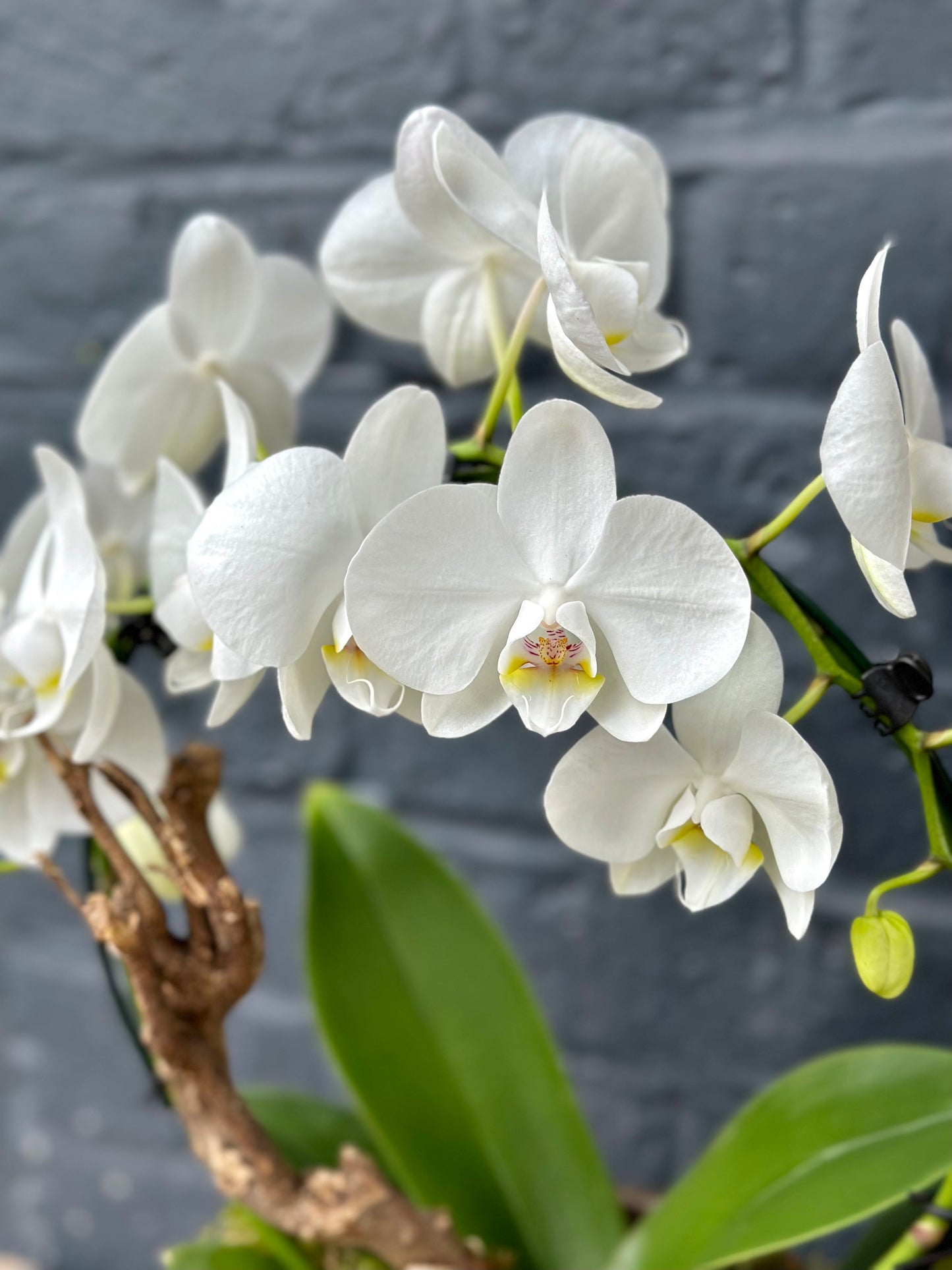 White Phalaenopsis Orchid