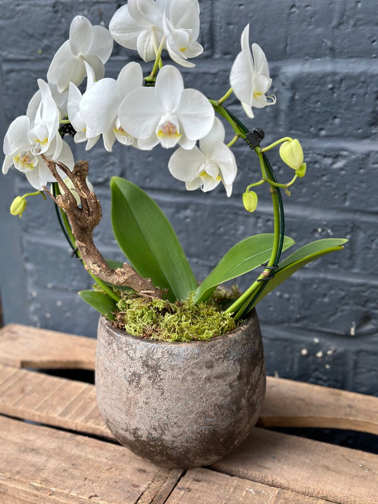 White Phalaenopsis Orchid