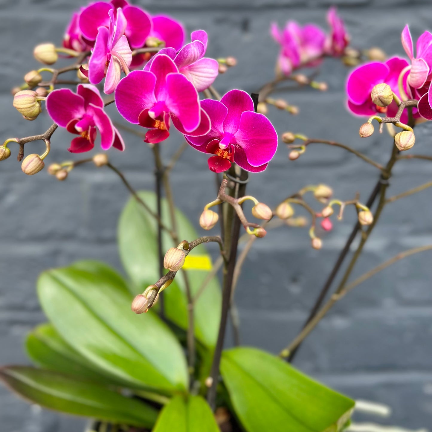 Pink Luxury  Phalaenopsis Orchid