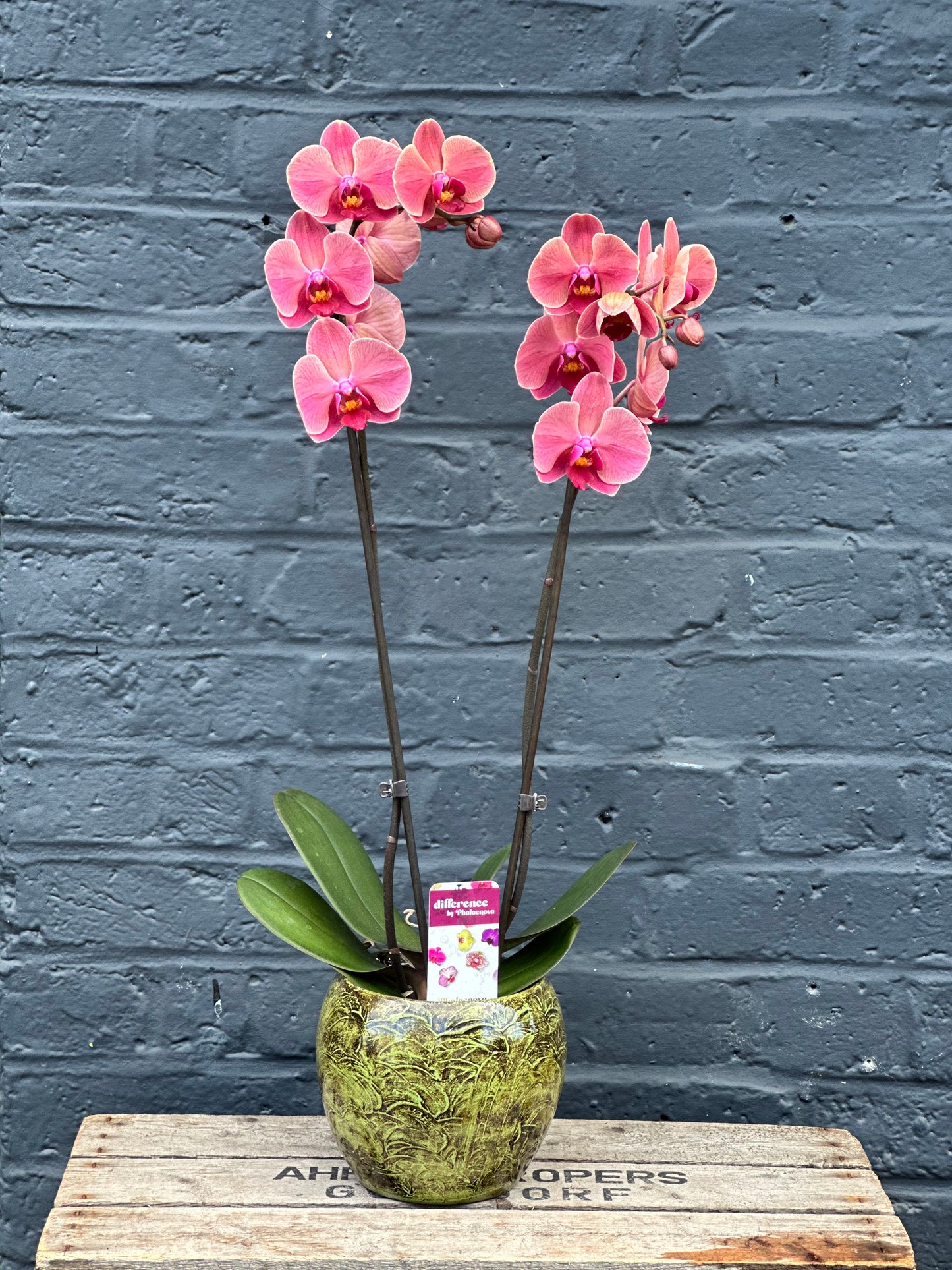 Potted Autumn Orchid