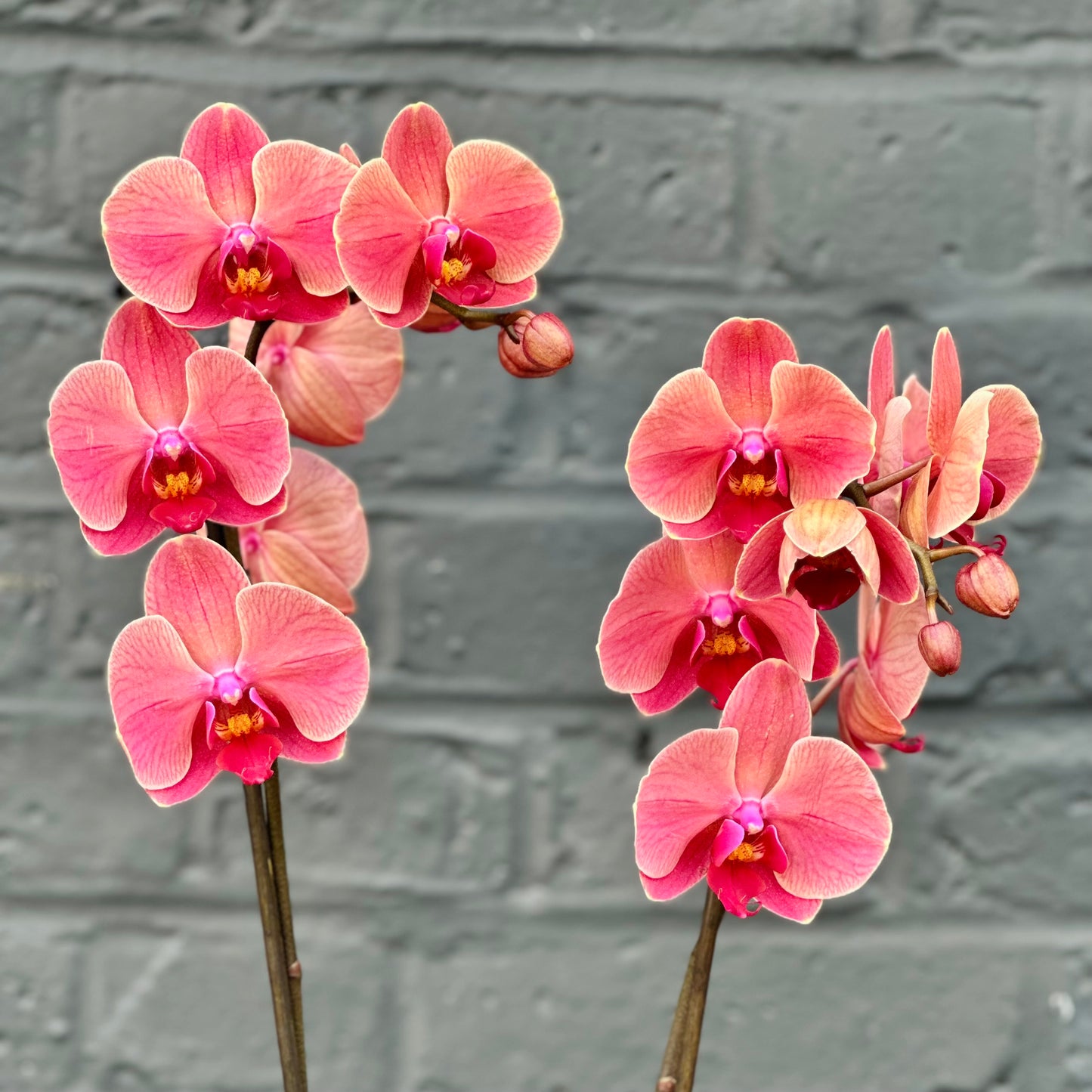 Potted Autumn Orchid