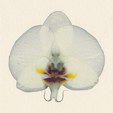 Pure White Orchid