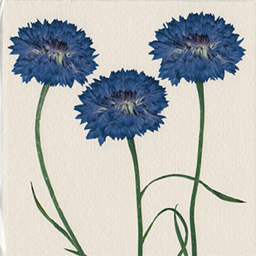 Triad of Cornflowers