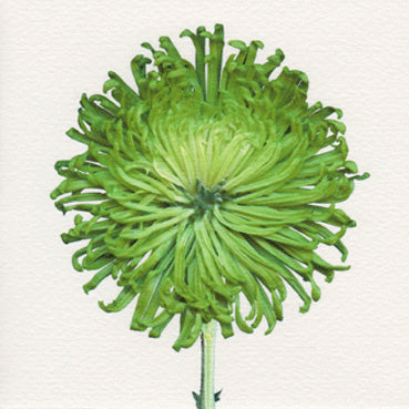 Vibrant Shamrock Chrysanth